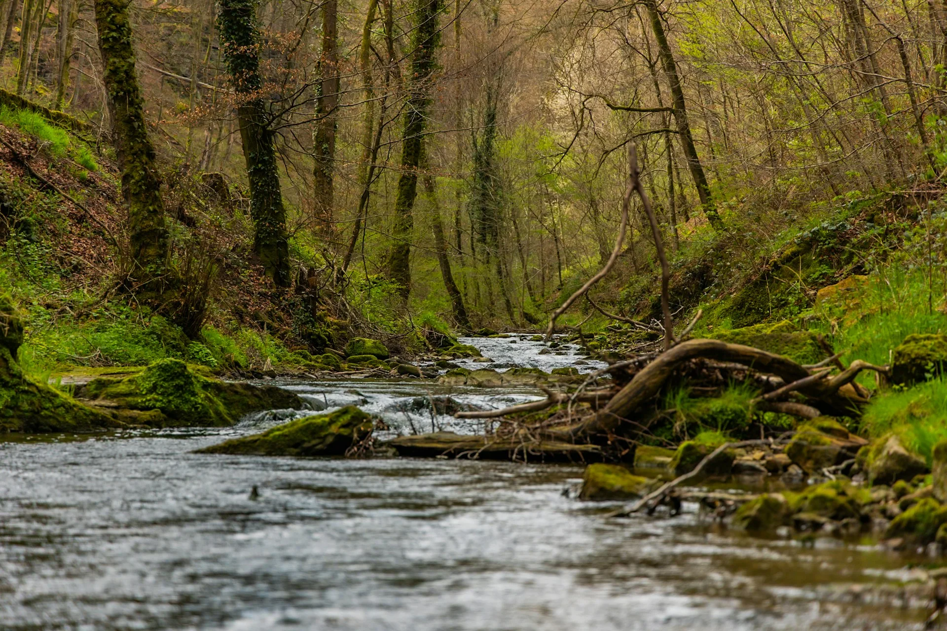 A stream and mossy forest in the Mullerthal area near Echternach